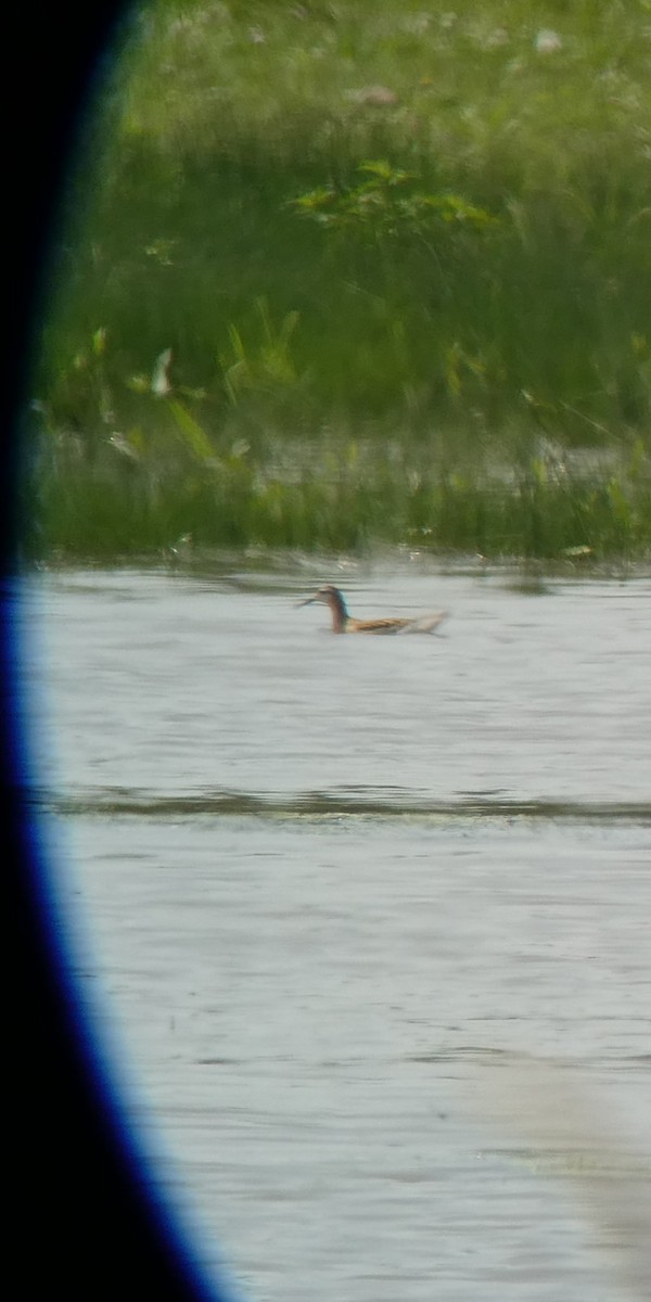 langnebbsvømmesnipe - ML638686320