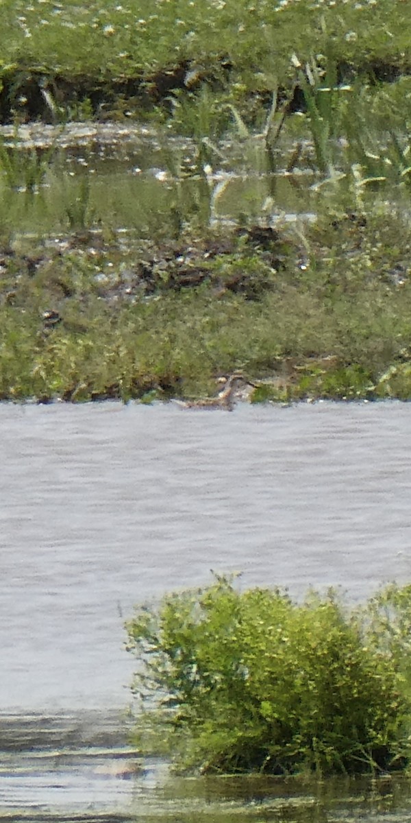 langnebbsvømmesnipe - ML638686341