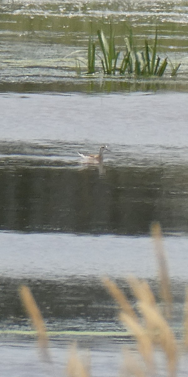 langnebbsvømmesnipe - ML638686356