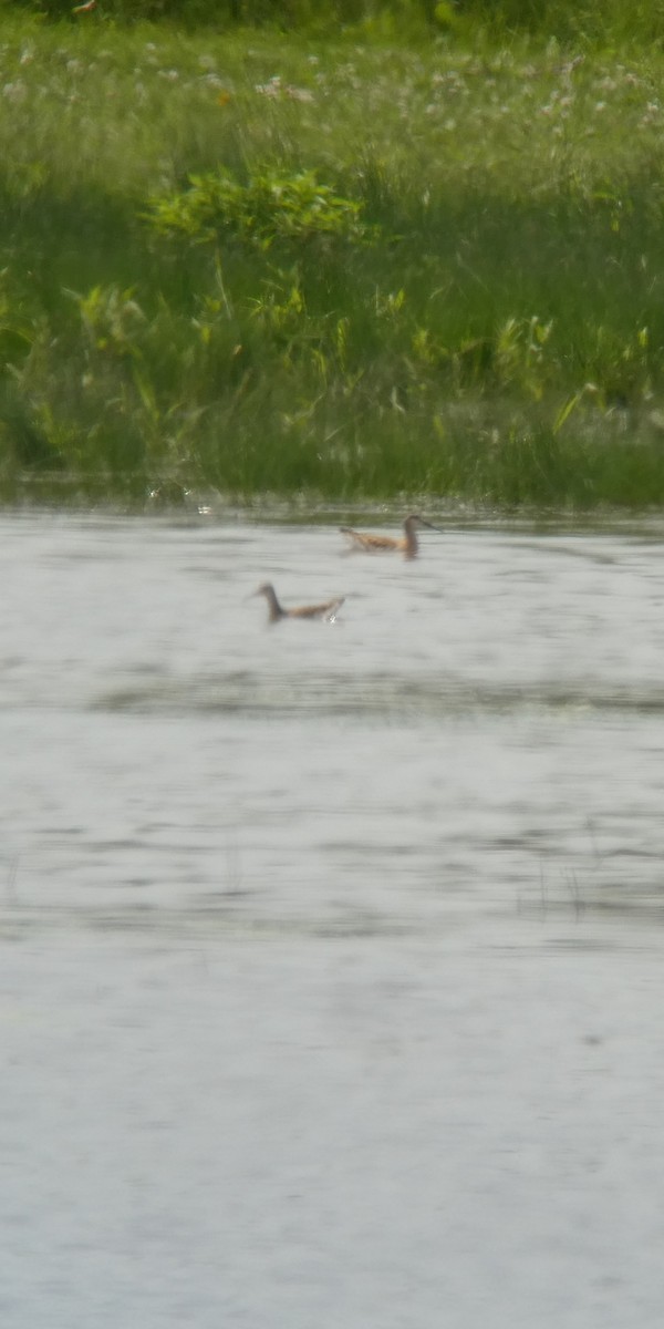 langnebbsvømmesnipe - ML638686364