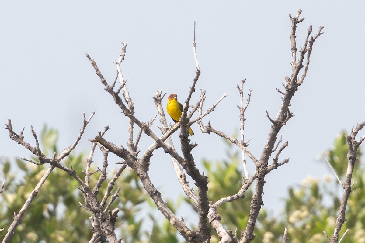 Yellow Warbler (Mangrove) - ML638686370