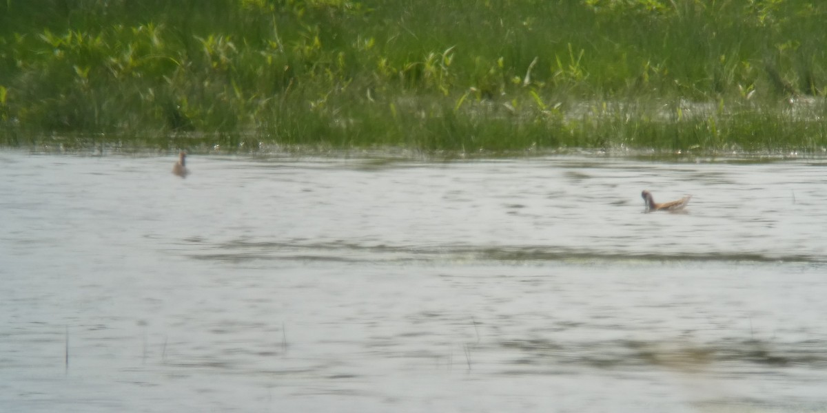 langnebbsvømmesnipe - ML638686372