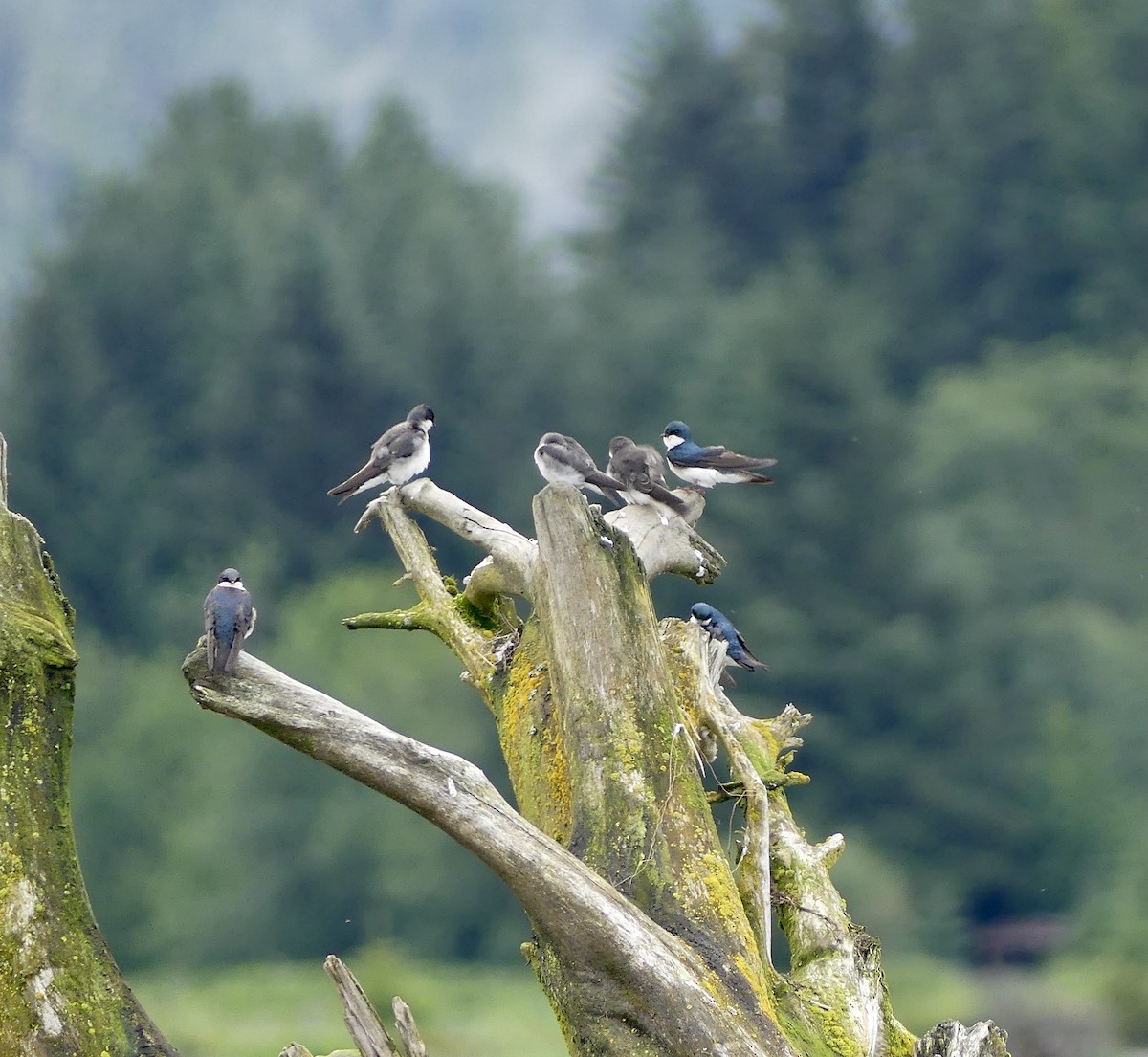 Tree Swallow - ML638686417
