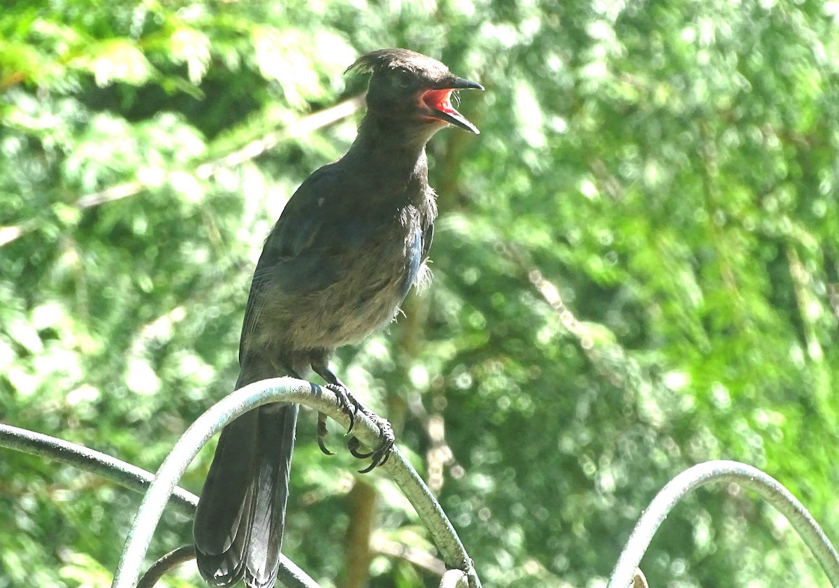 Steller's Jay (Coastal) - ML638686434