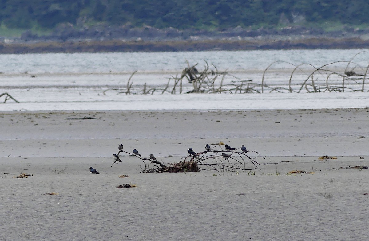 Tree Swallow - ML638686444