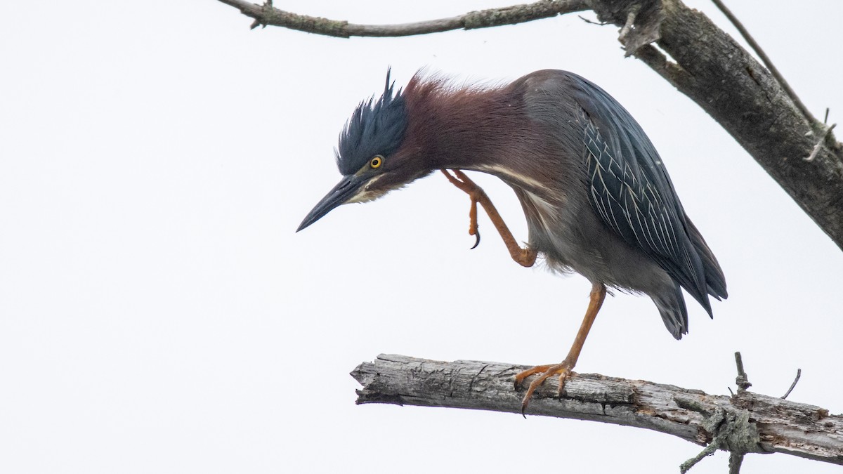 Green Heron - ML638686453