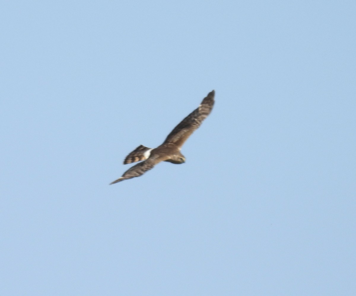 Northern Harrier - ML638686505