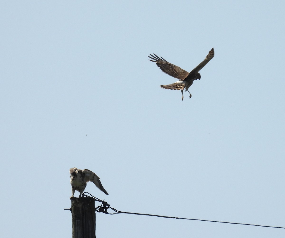 Northern Harrier - ML638686506