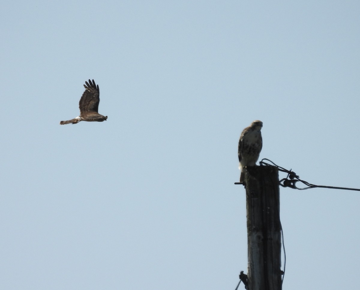 Northern Harrier - ML638686507