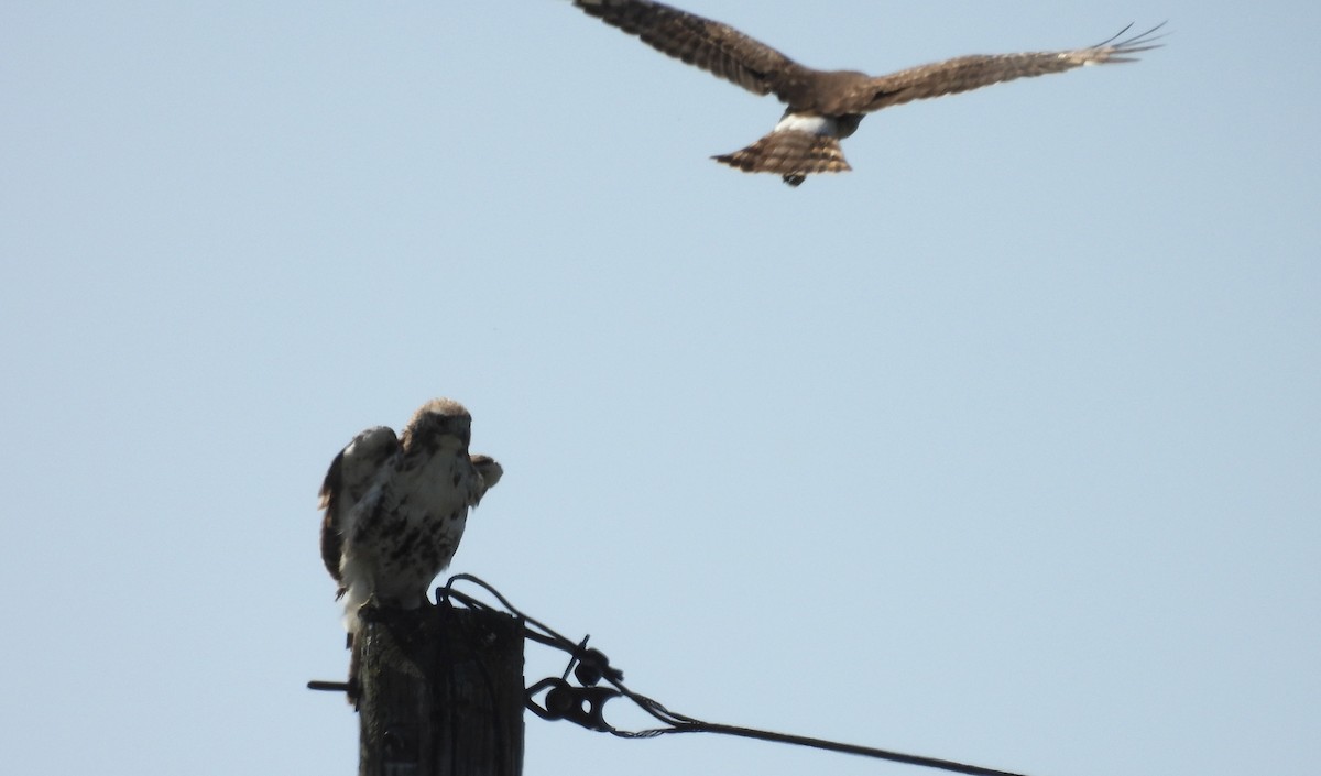 Northern Harrier - ML638686508