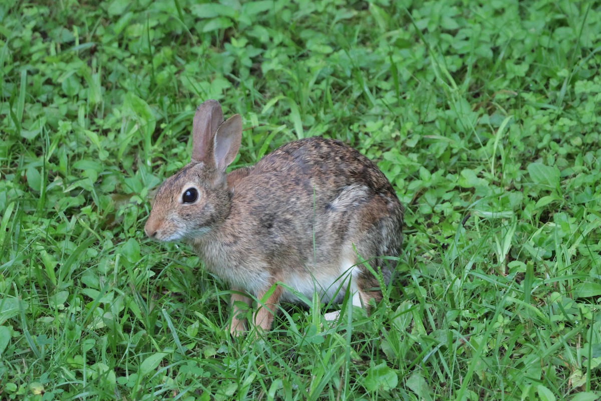 Cottontail Rabbits - ML638686547