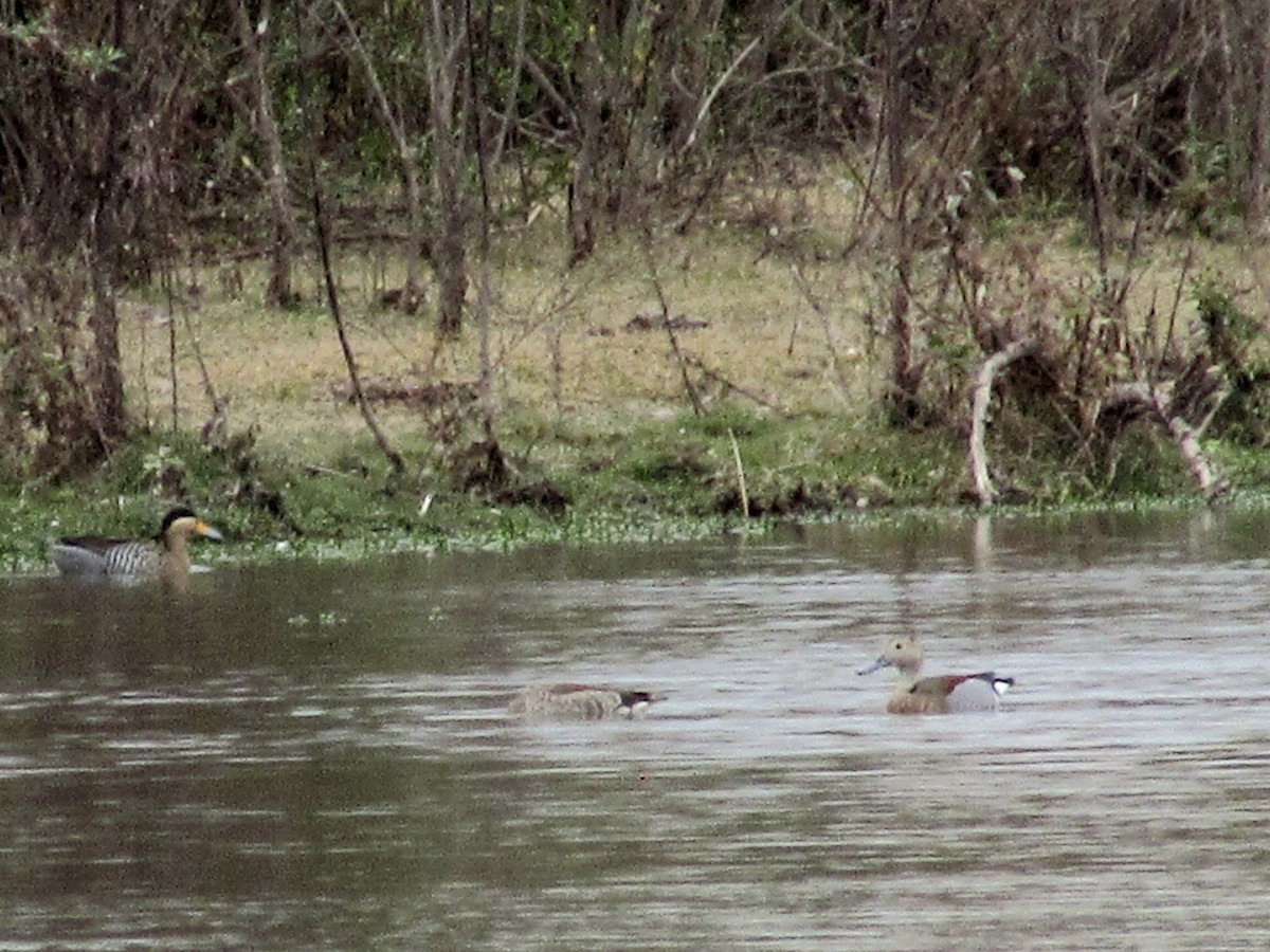 Ringed Teal - ML638686606