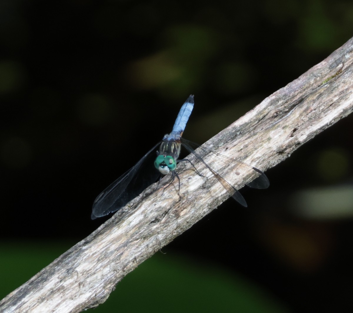 Insects - ML638686610