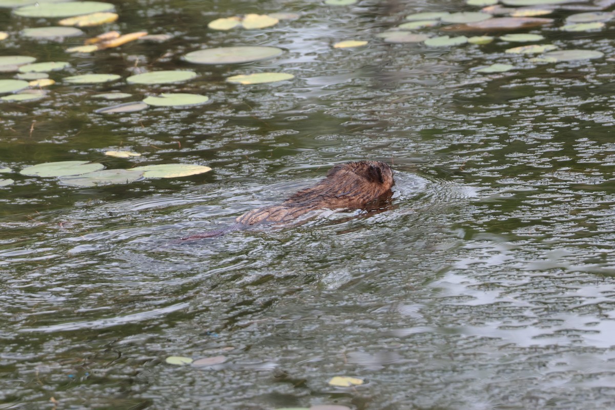 Beavers - ML638686612