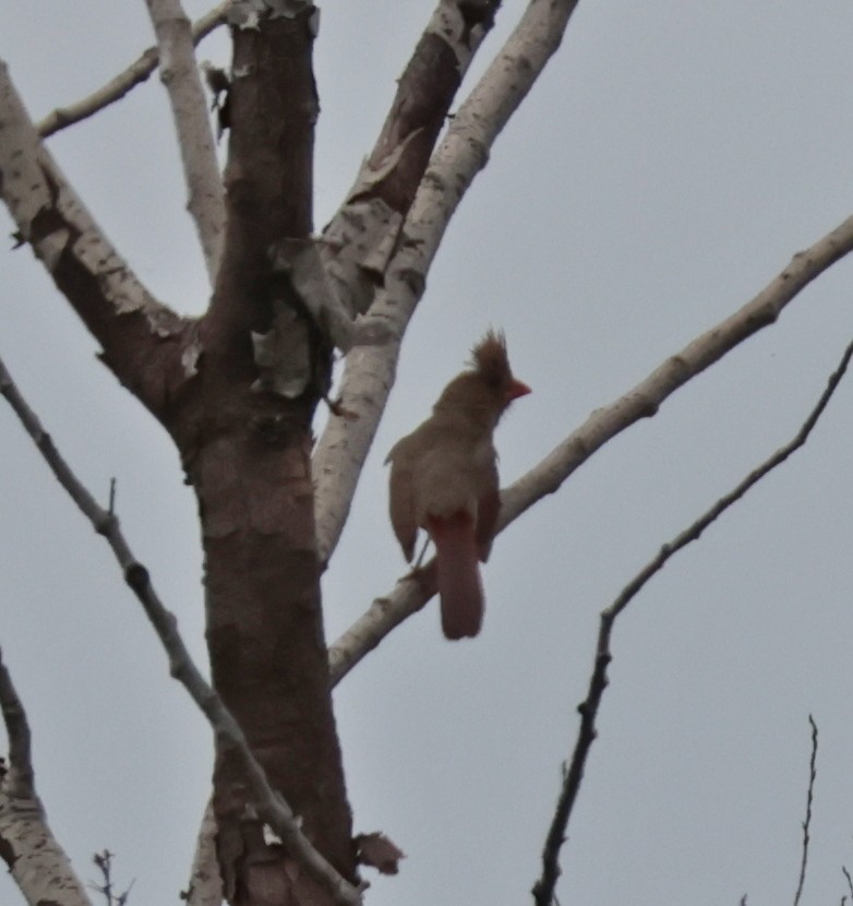 Cardinal rouge - ML638686625