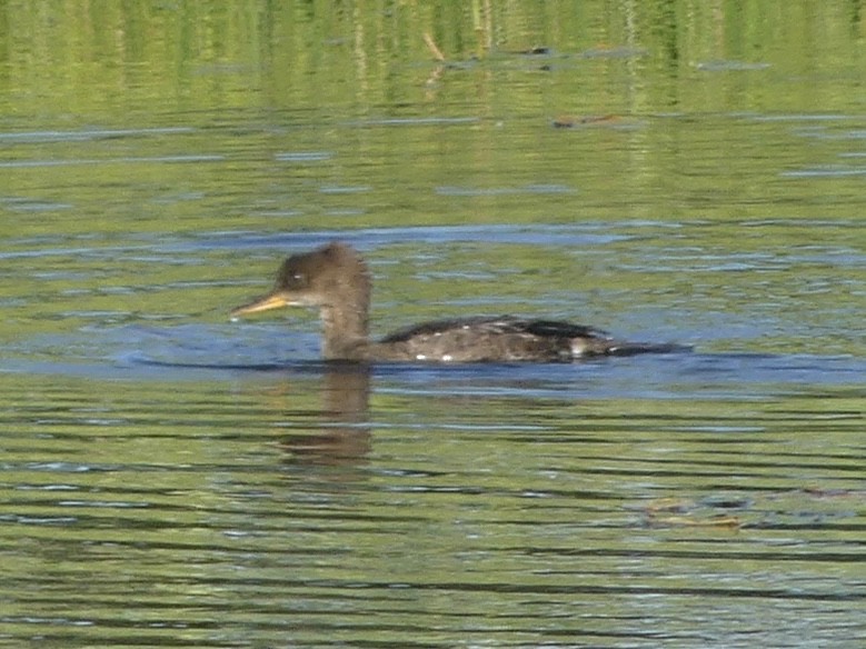 Hooded Merganser - ML638686643