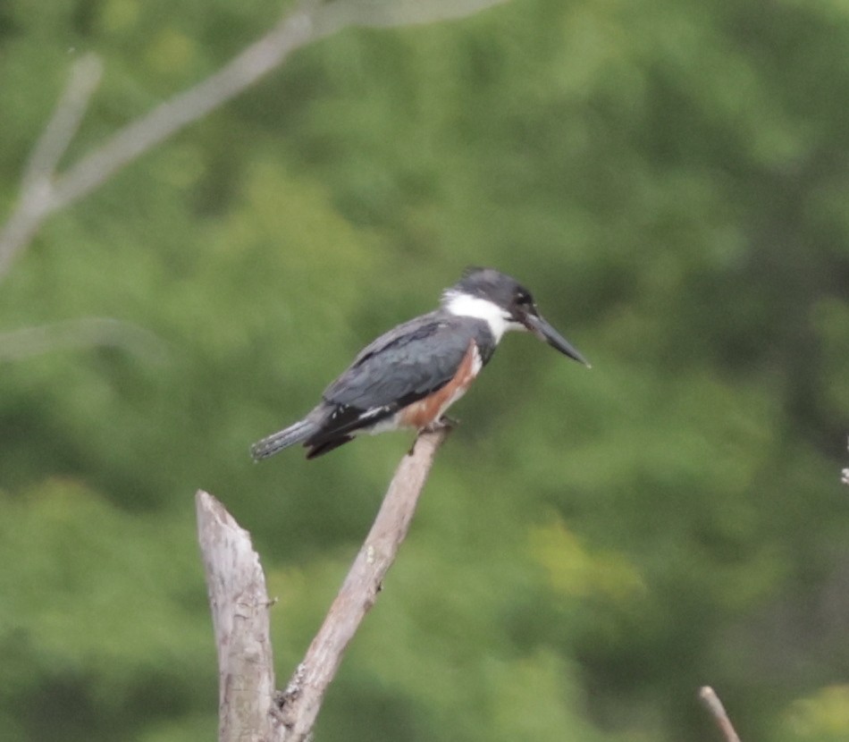 Martin-pêcheur d'Amérique - ML638686691