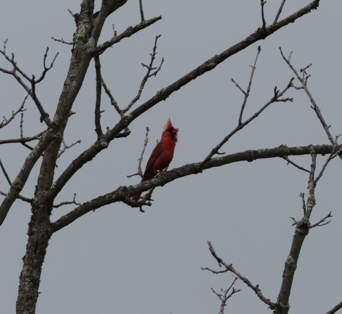 Cardinal rouge - ML638686708