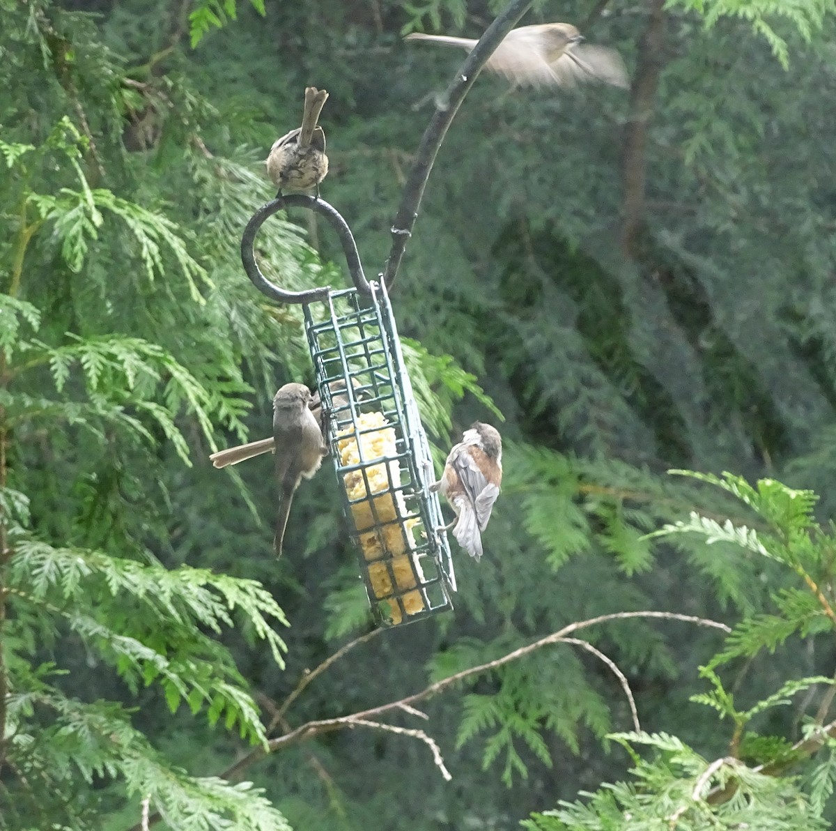 Chestnut-backed Chickadee - ML638686714