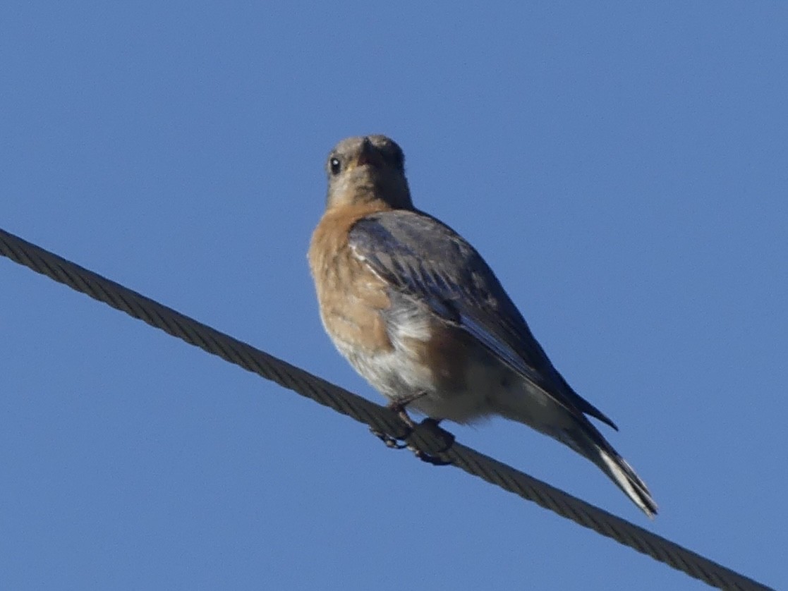Eastern Bluebird - ML638686727