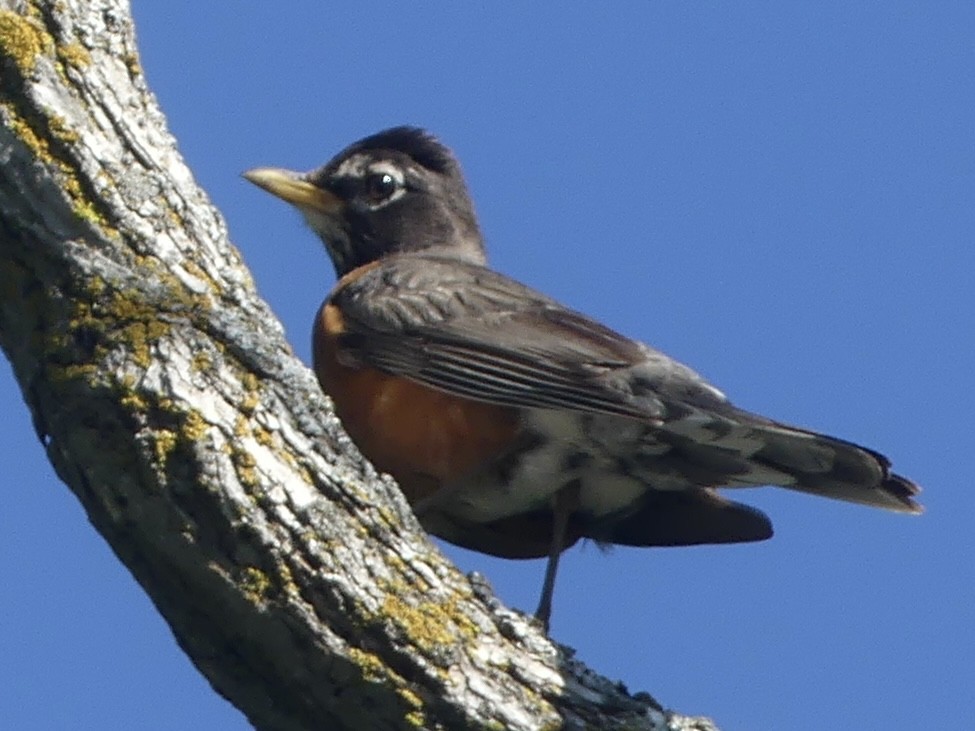 American Robin - ML638686740