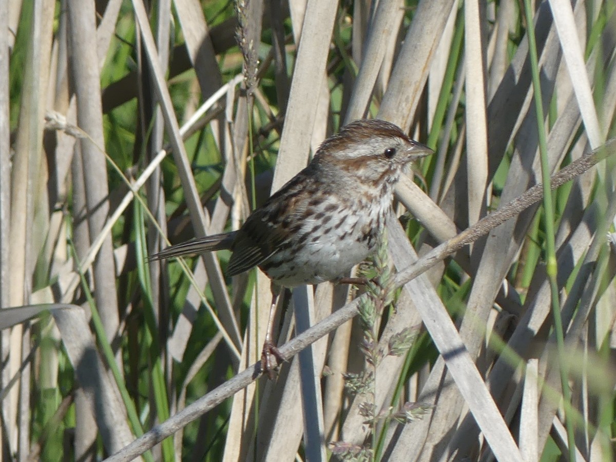 Song Sparrow (melodia/atlantica) - ML638686745