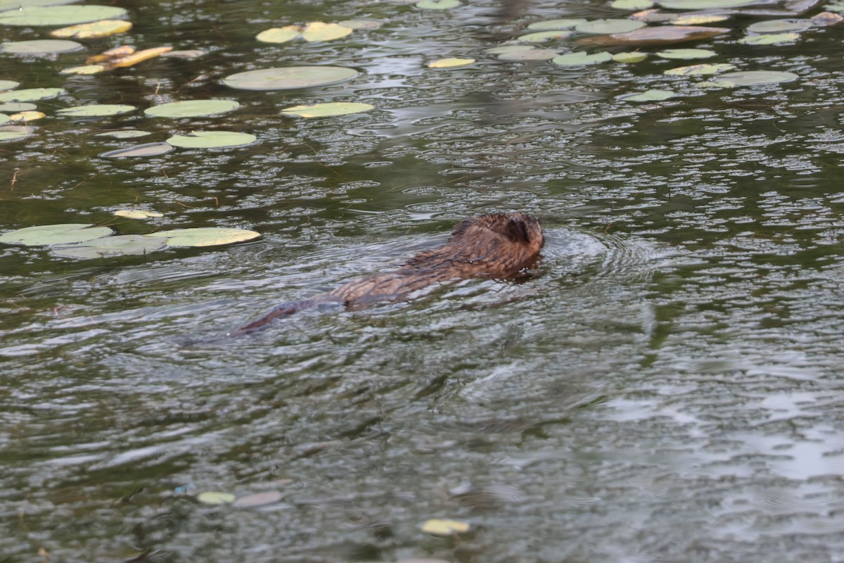 Beavers - ML638686750