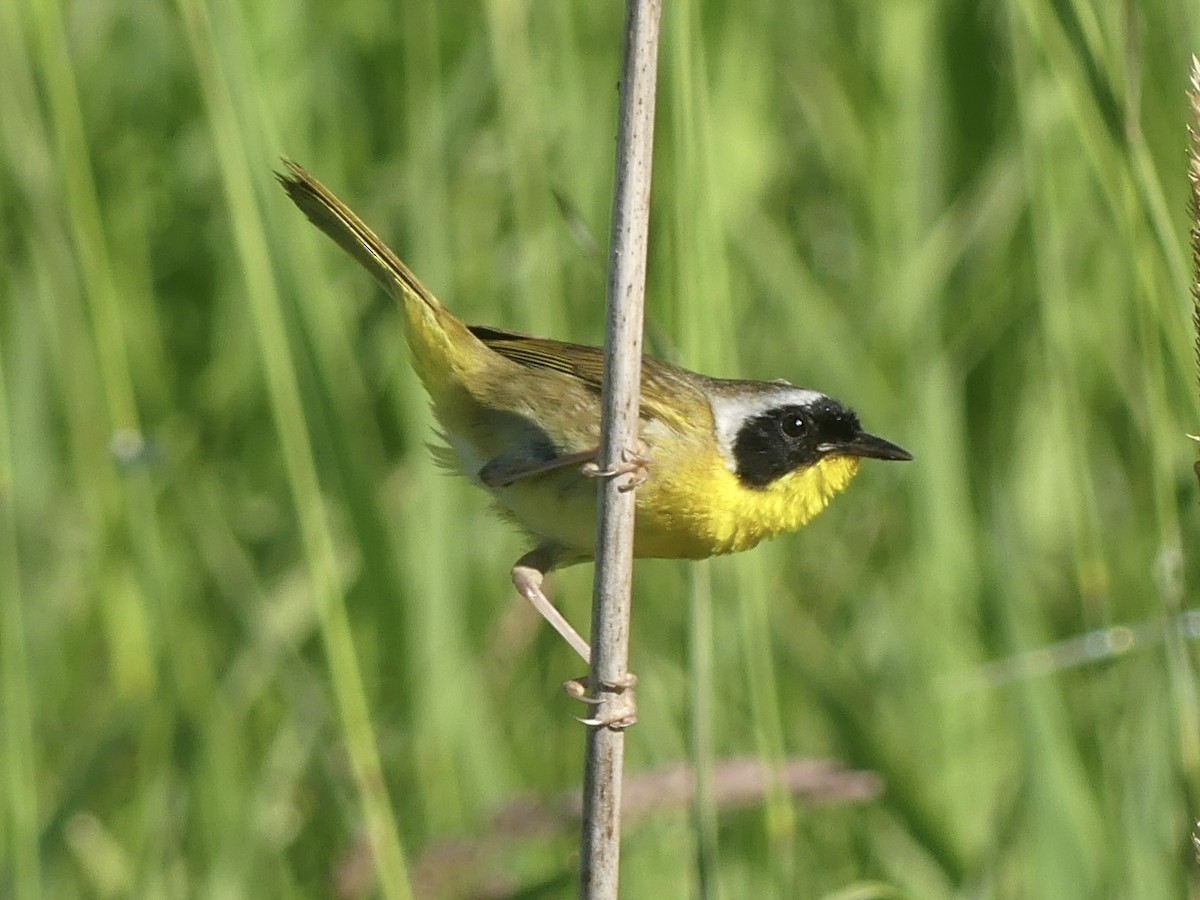 Common Yellowthroat - ML638686757