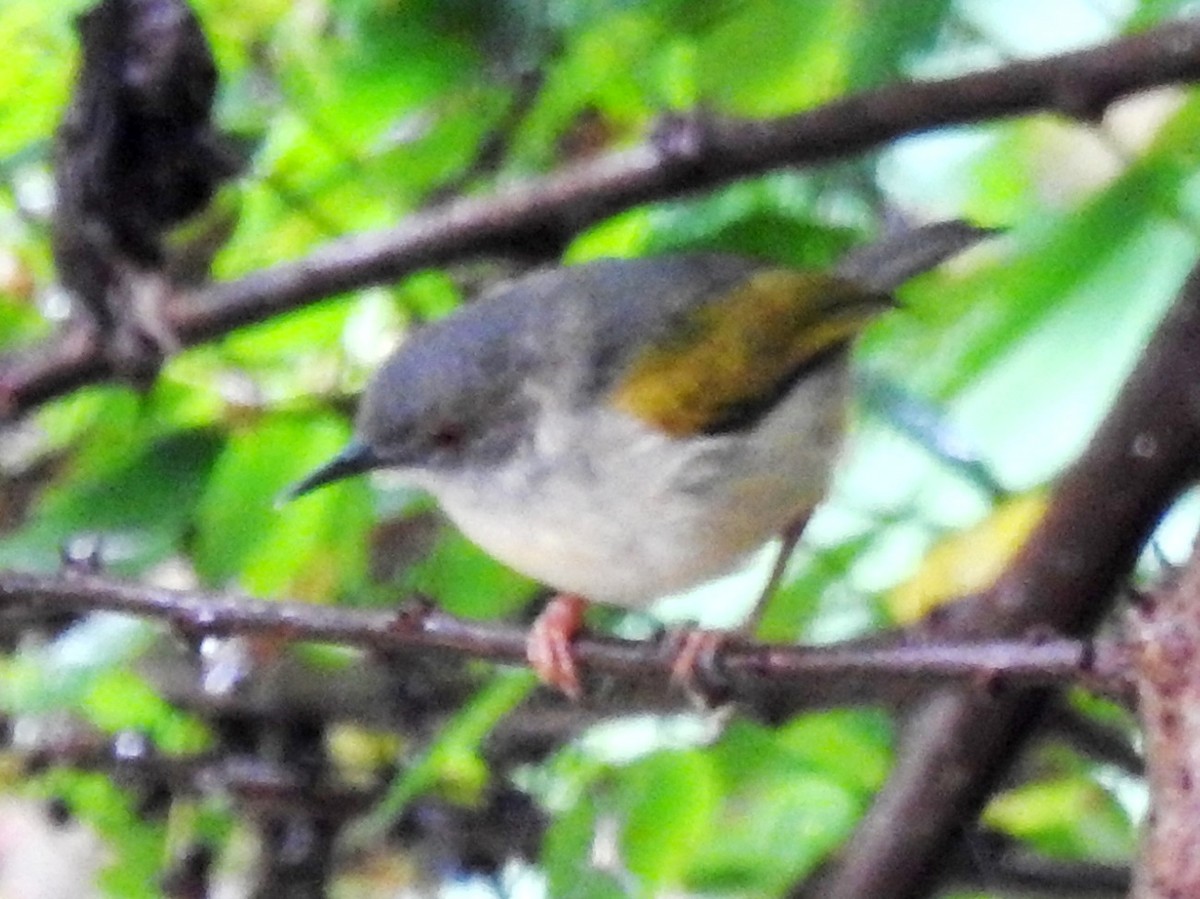 Green-backed Camaroptera (Gray-backed) - ML638686819