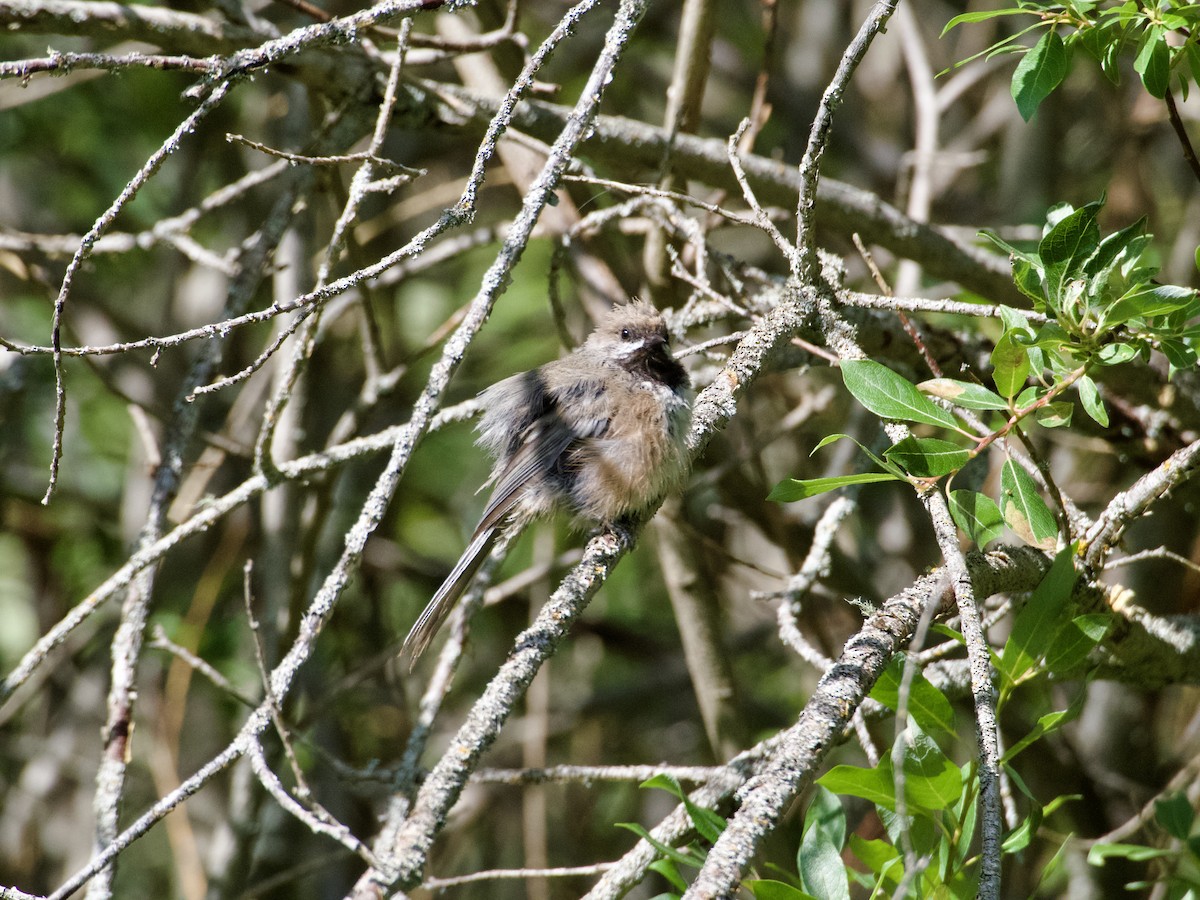 Boreal Chickadee - ML638686821