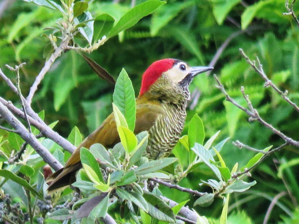 Golden-olive Woodpecker - ML638686840