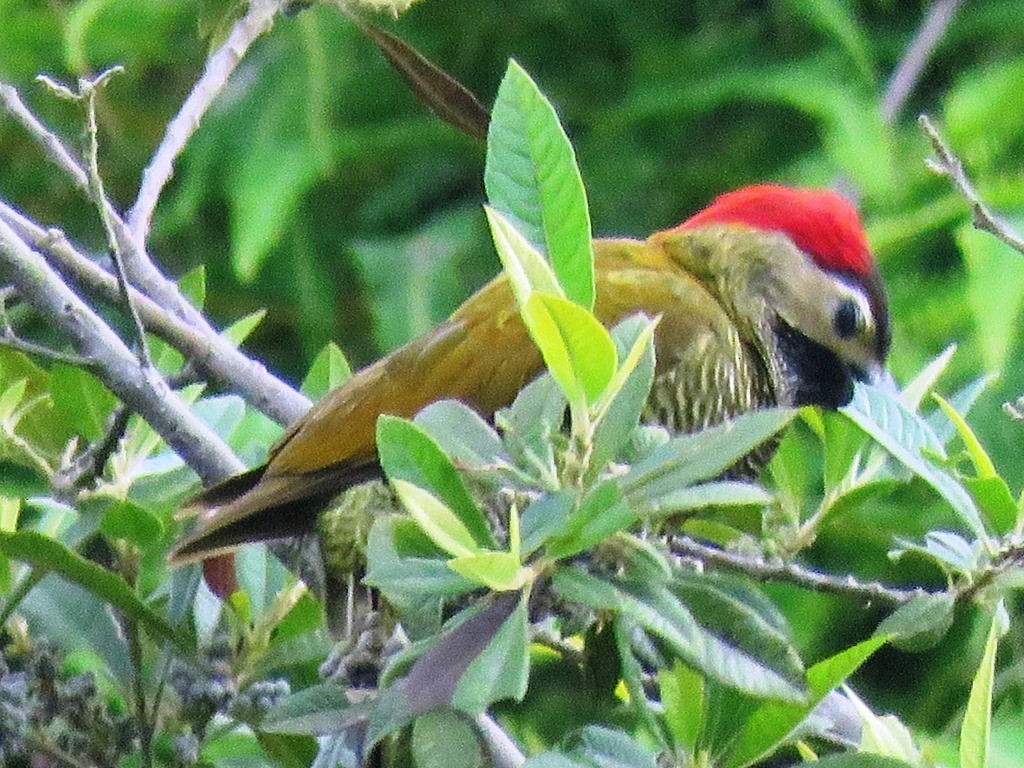 Golden-olive Woodpecker - ML638686841
