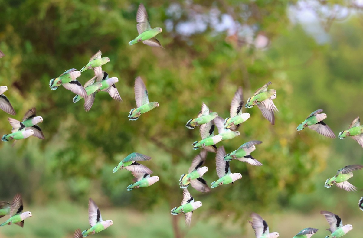 Gray-headed Lovebird - ML638686974