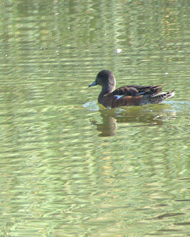 Canard d'Amérique - ML638686980