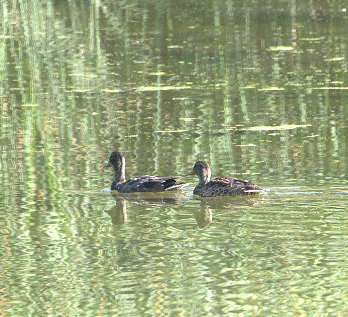 Canard d'Amérique - ML638686981