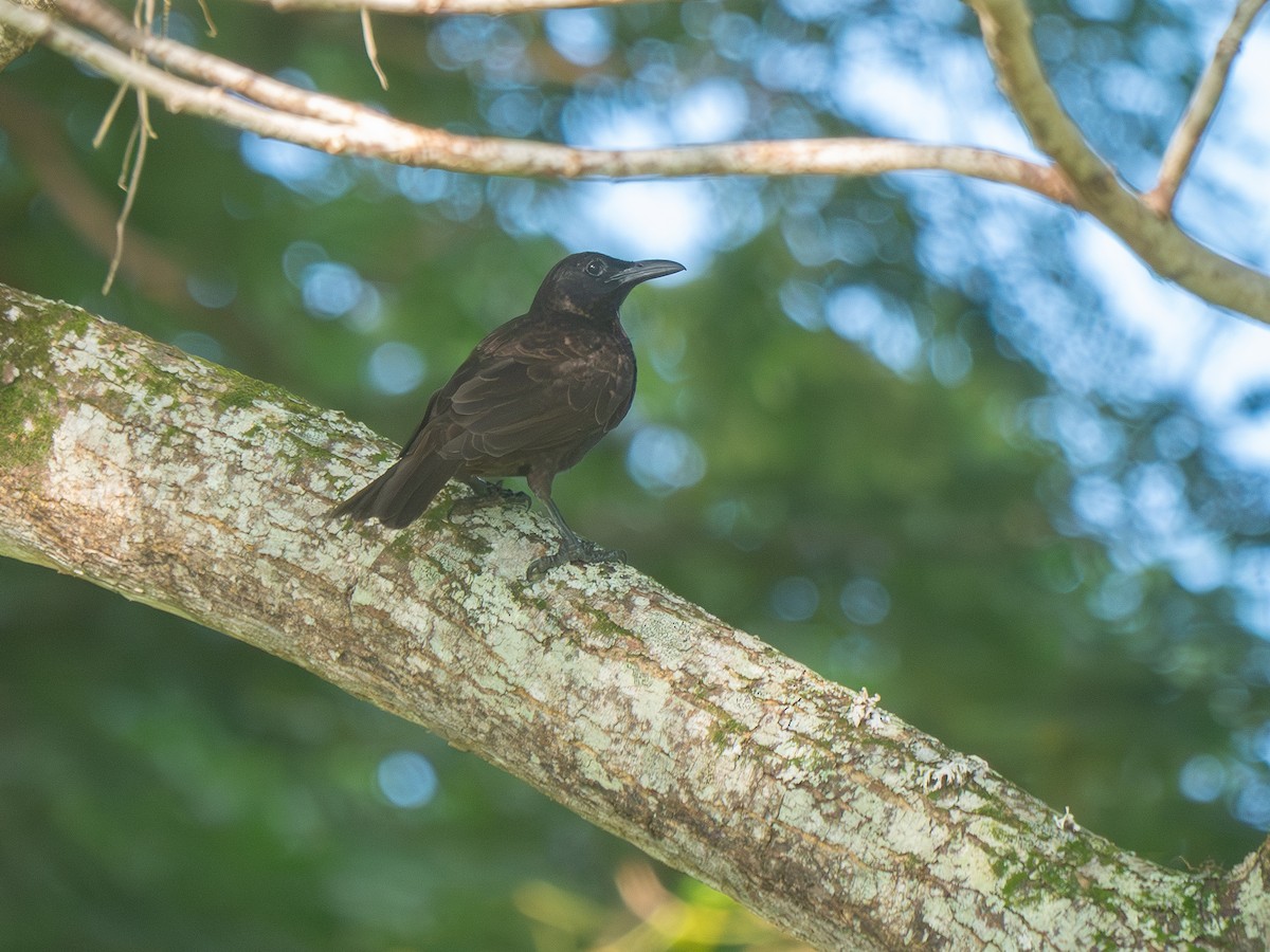 Samoan Starling - ML638686986