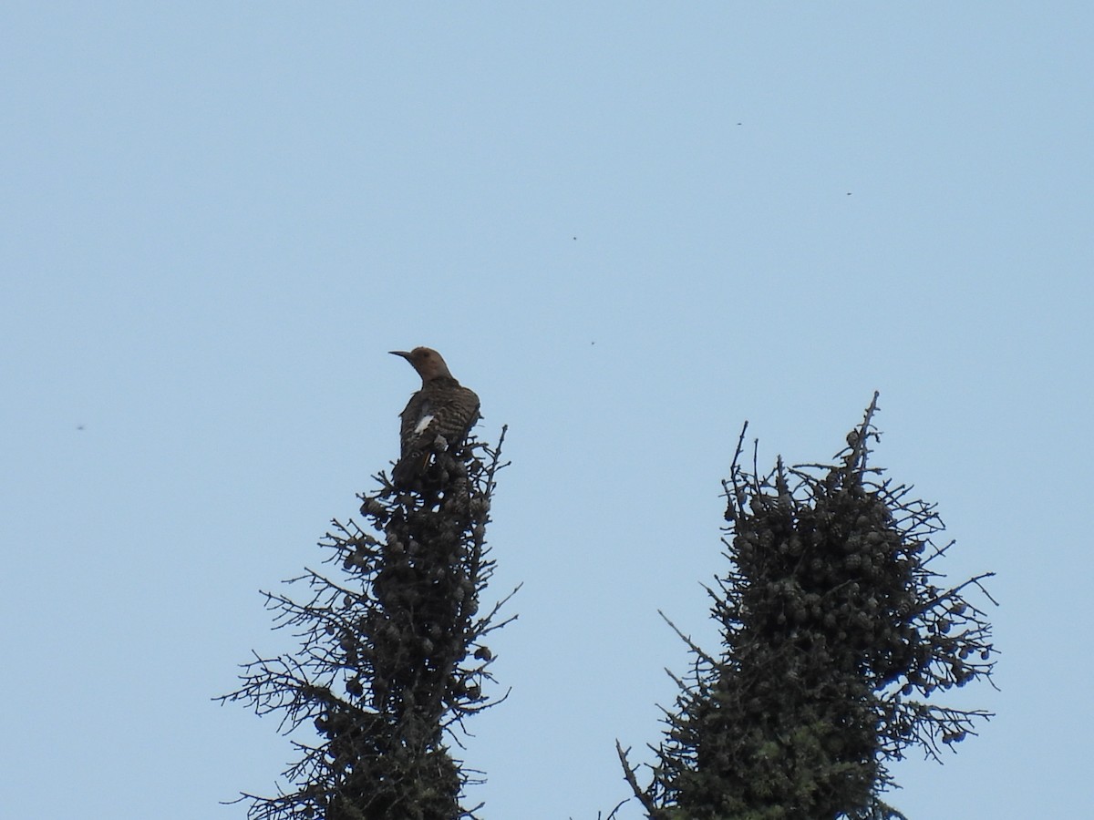 Northern Flicker - ML638687000