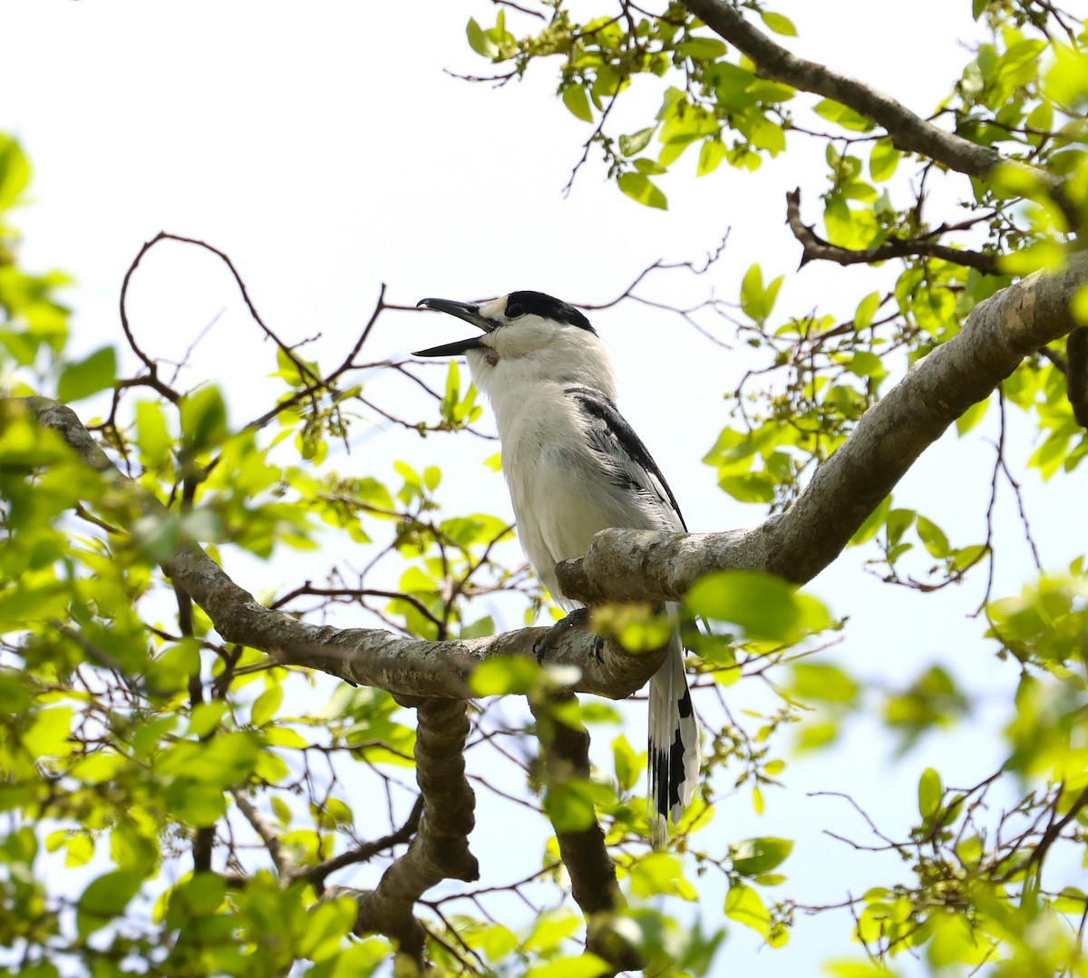 Hook-billed Vanga - ML638687069