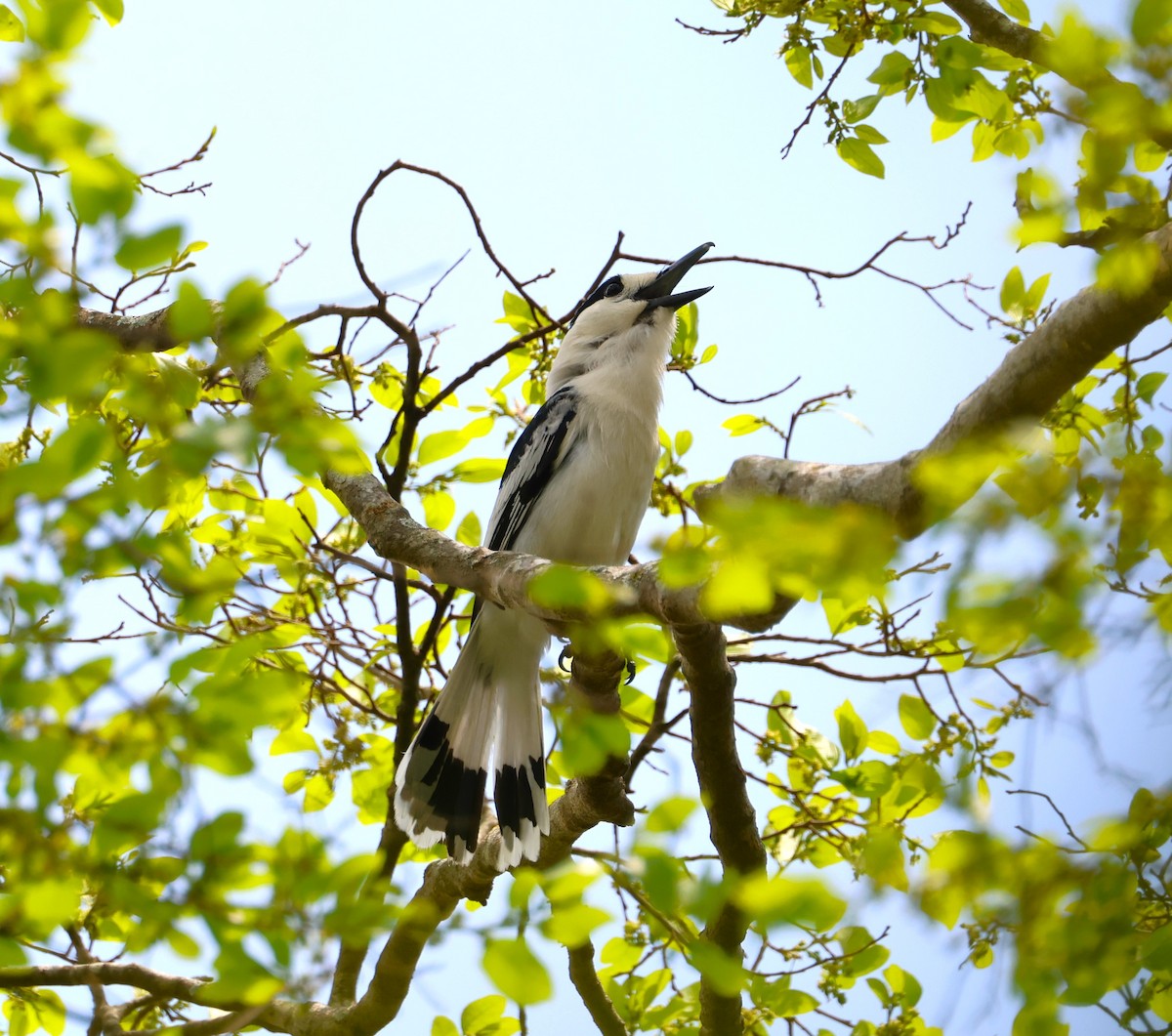 Hook-billed Vanga - ML638687070