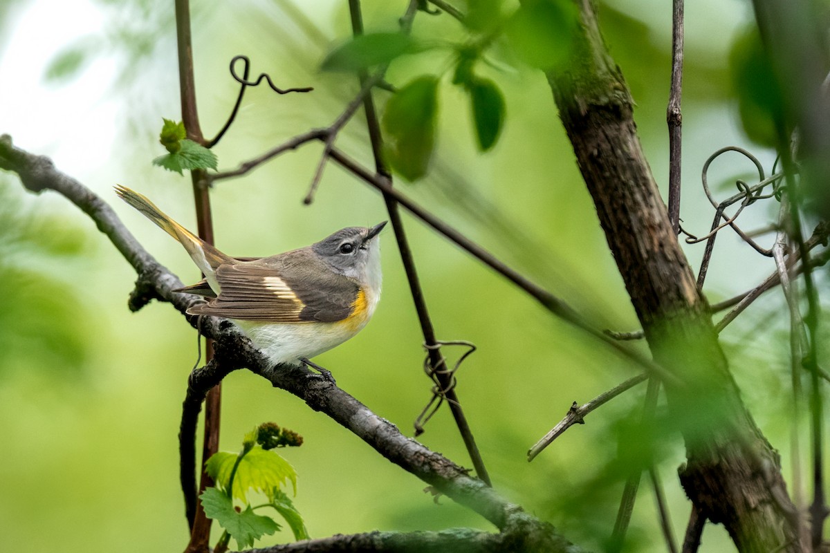 American Redstart - ML638687121