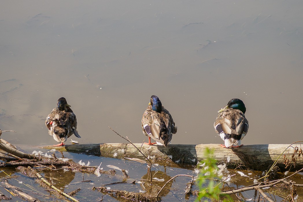 Mallard - ML638687138
