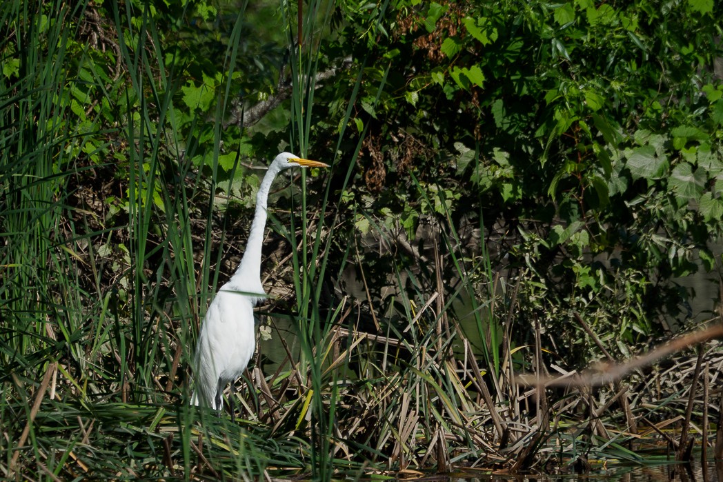 Great Egret - ML638687159