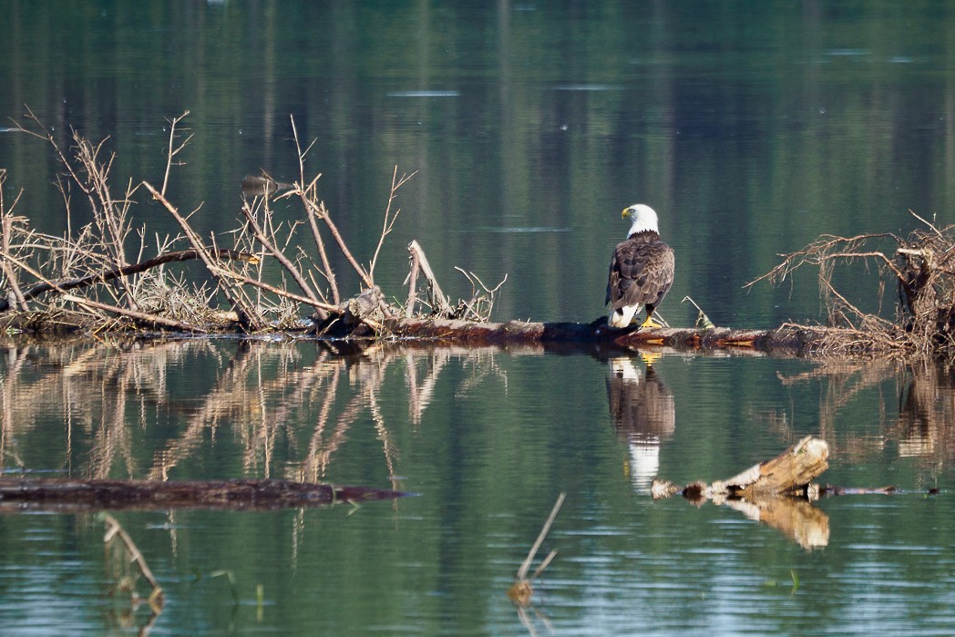 Bald Eagle - ML638687175