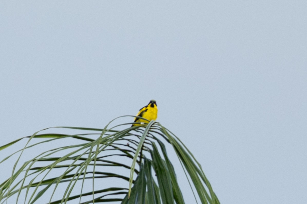 Yellow-bellied Dacnis - ML638687178