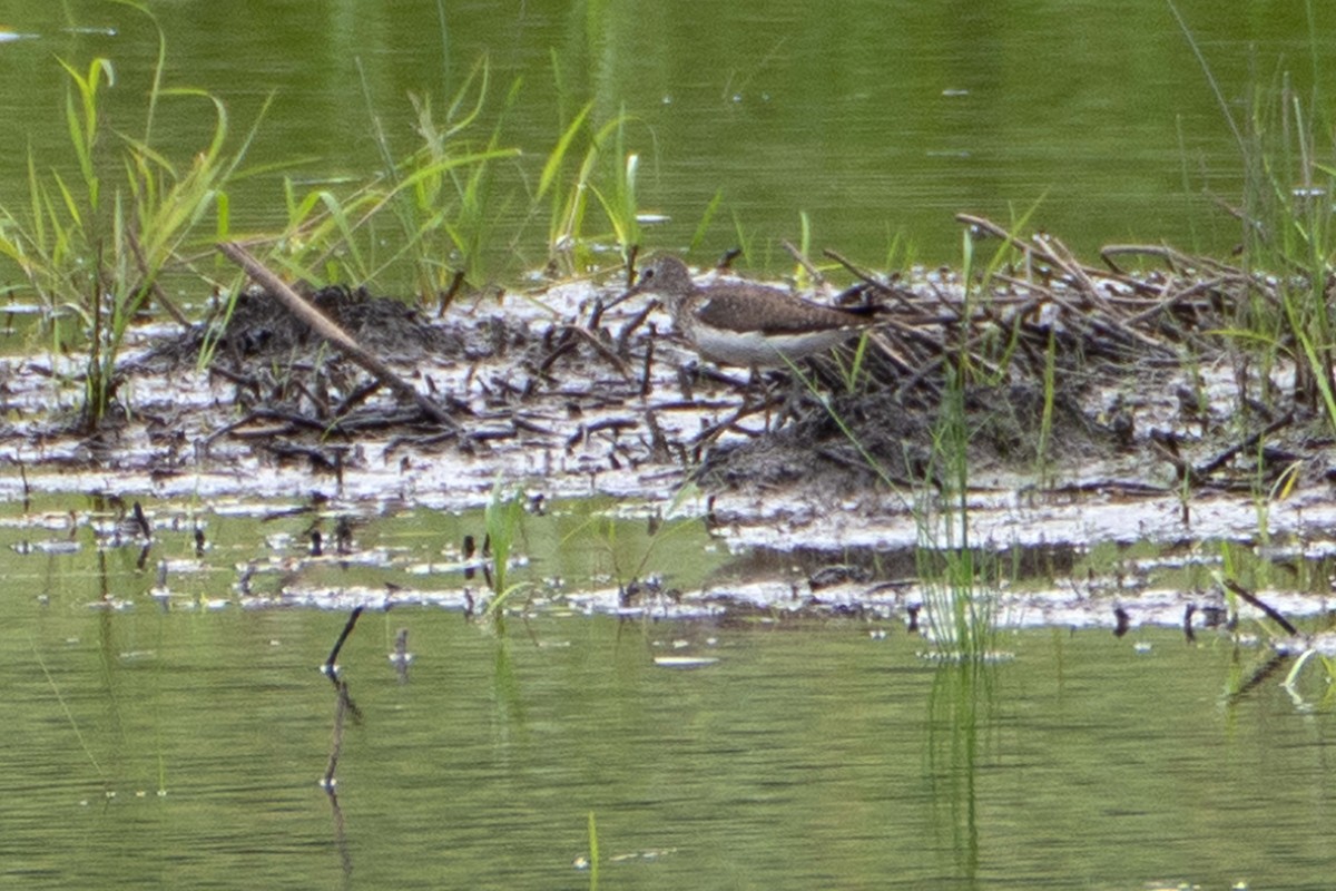 Solitary Sandpiper - ML638687186