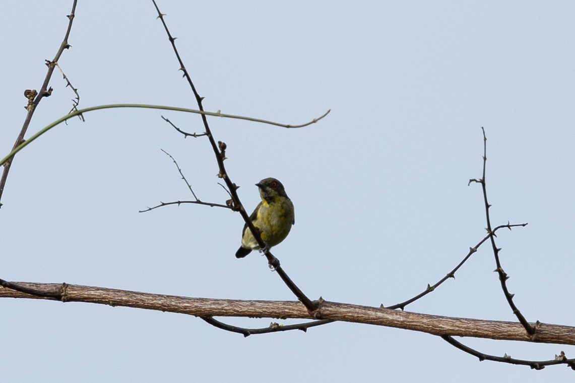 Yellow-bellied Dacnis - ML638687192