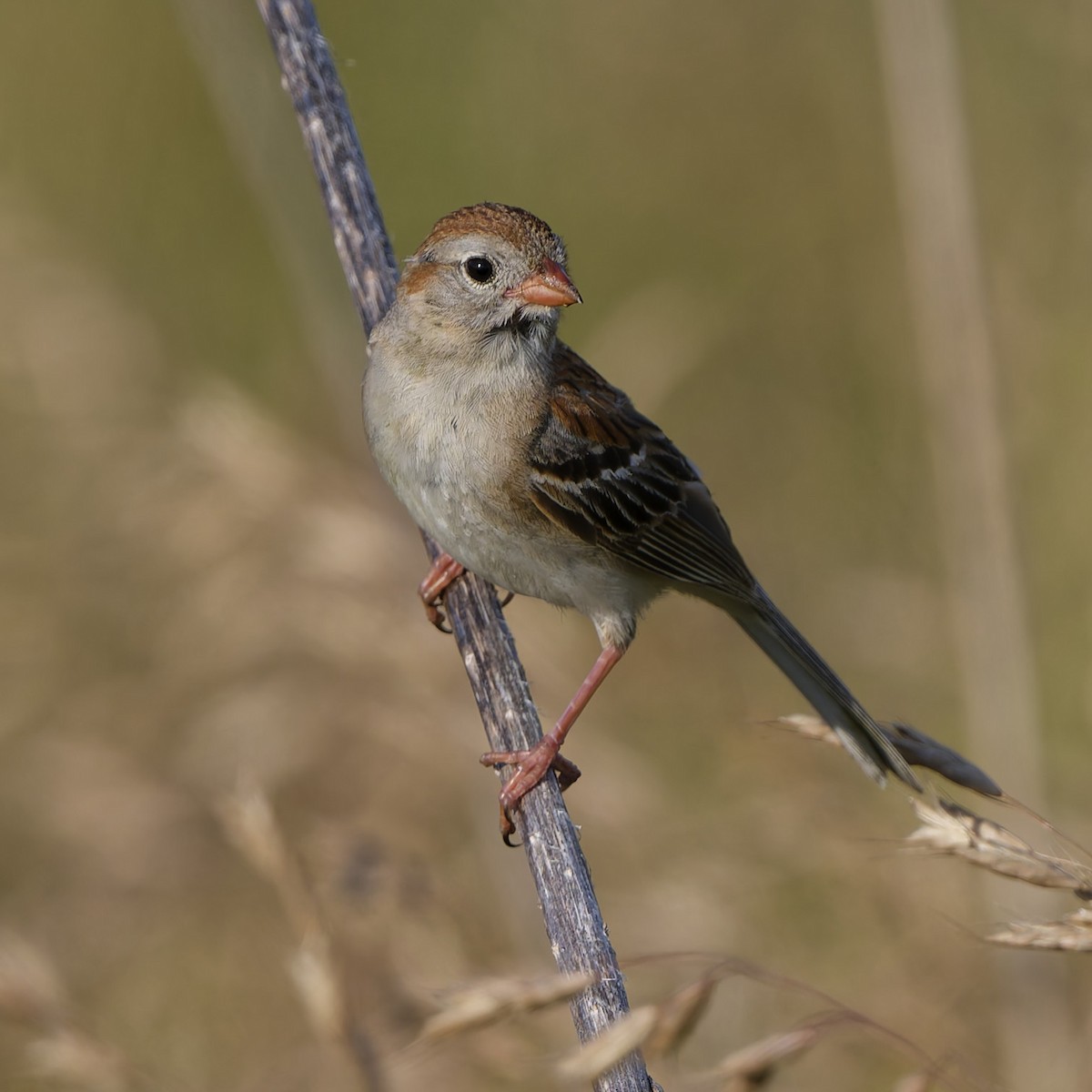 Field Sparrow - ML638687355