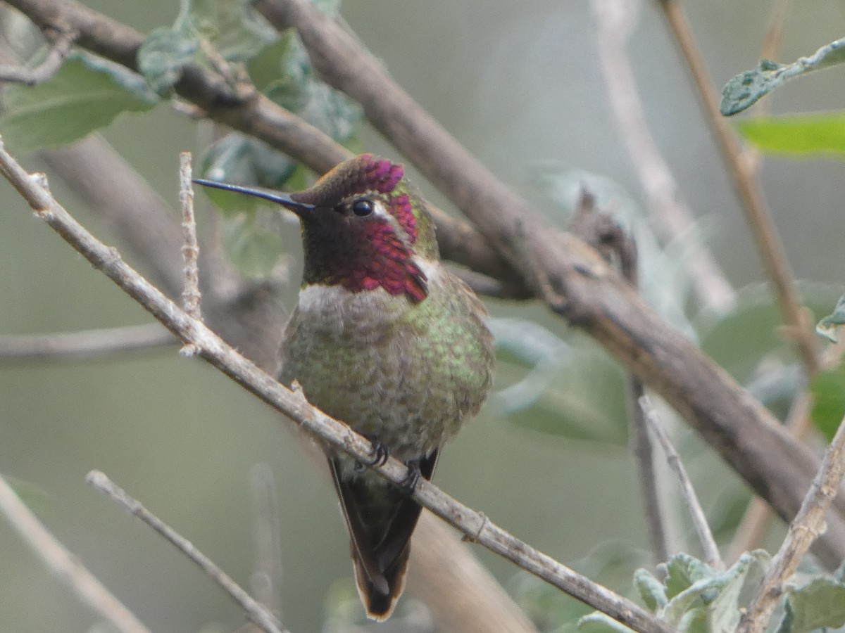rødmaskekolibri - ML638687377