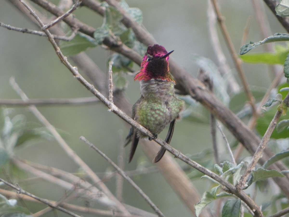 Colibrí de Anna - ML638687378