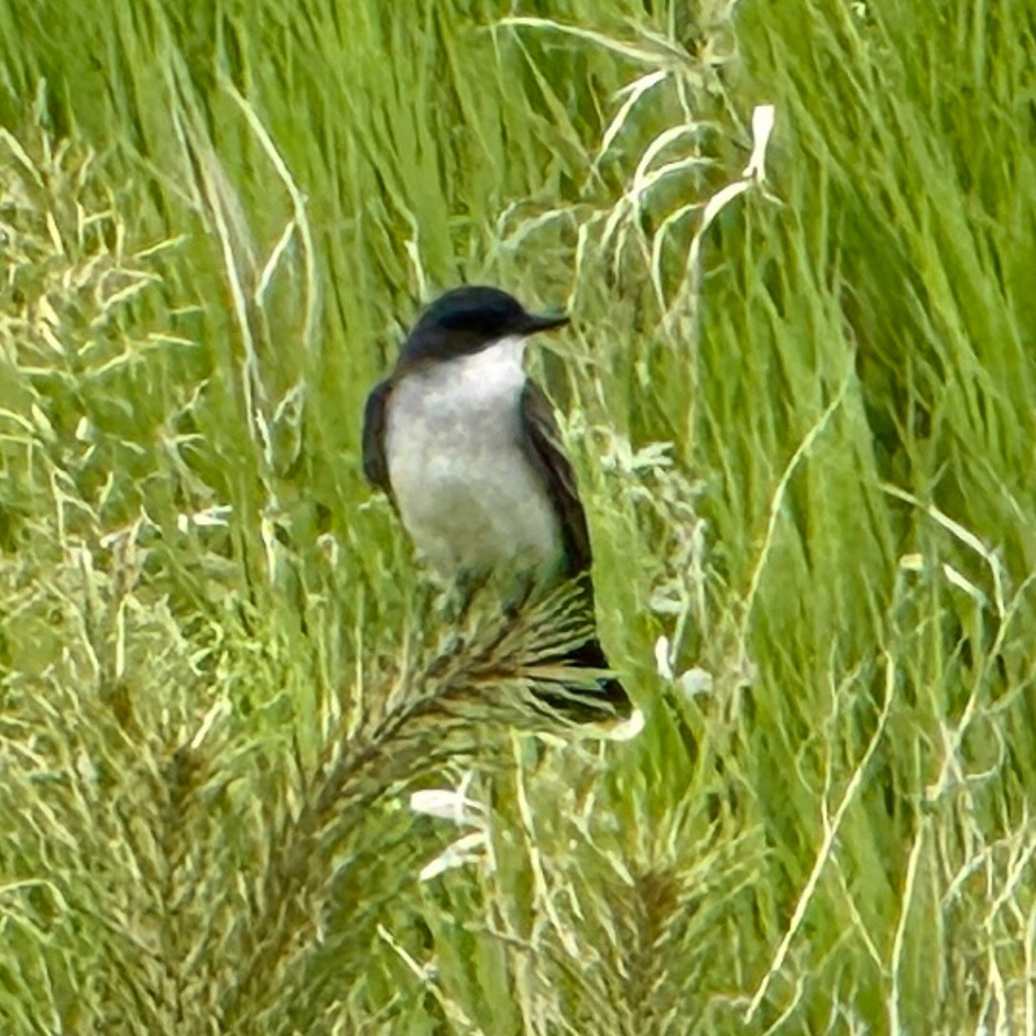 Eastern Kingbird - ML638687406